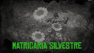 MATRICARIA SILVESTRE Red dead redemption 2 localización [upl. by Kenweigh]