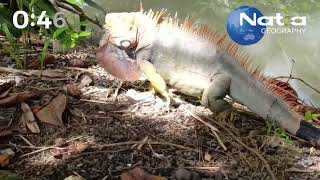 LAS IGUANAS VERDES EN COSTA RICA [upl. by Tannenwald]