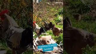 trankilou les poupoukes storytime poules nature [upl. by Ollehto861]