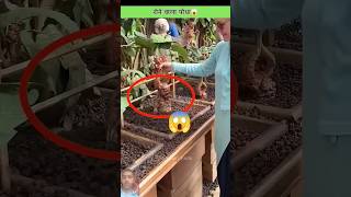 Mandrake plant ☘️😱🤔😱 amazingfacts factsinhindi trending facts hindifacts shortvideos [upl. by Nomolas]