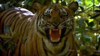 Shortest Youtube Video  Tiger Roar [upl. by Eiwoh]