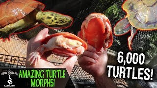 AMAZING TURTLE MORPHS turtle care guide and DIY turtle set up ideas [upl. by Diraj44]