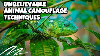 Unbelievable Animal Camouflage Techniques [upl. by Greiner990]