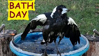 Hes taken ladies Magpie shows Kookaburras how to have a proper bath – Australian birds [upl. by Thoer]