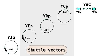 Yeast cloning vectors  YIp YEp YRp YCp YACs  Shuttle plasmid vectors [upl. by Naghem89]