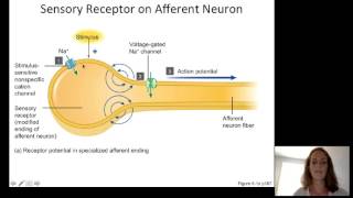 Lecture10 Sensory Physiology [upl. by Ylim]