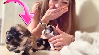 EL video MÁS TIERNO con 4 PERRITOS BEBÉS Mira LO QUE HICIERON [upl. by Poll]