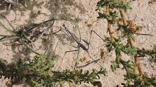 Hypsicorypha gracilis praying mantis from the Canary Islands [upl. by Samuelson]