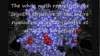 cardiac arrhythmia  CPVT and the Ryanodine Receptor in molecular detail [upl. by Stanwin102]