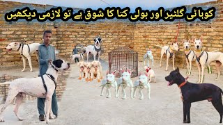 Sheeno Dog 🐕 Kennel Kohat Ka Visit  Kohati Gultair vs Bully  Pk Animals Vlog [upl. by Tara306]