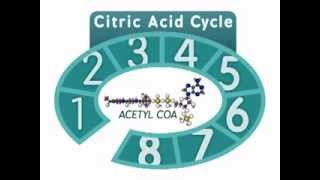 The Citric Acid Cycle An Overview [upl. by Nawotna]