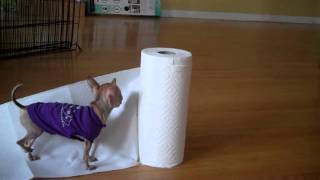 Mia and the paper towel part 2 [upl. by Ode]