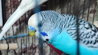 Funny Budgie Moments That Will Surprise You [upl. by Leitman]