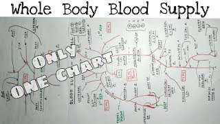 Whole Body Blood Supply  12  Upper limb Lower limb Thorax Abdomen Head and Neck Artery [upl. by Nelsen]