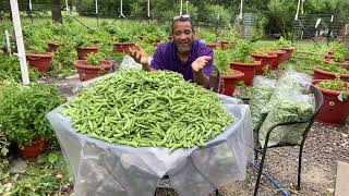 Grow 15000 pea￼pods for five dollars￼￼￼ torpedopot peapods peas gardening [upl. by Nabru]