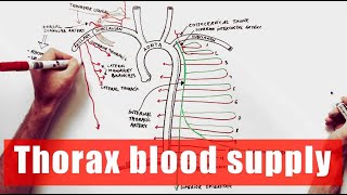 Arterial supply of the Thorax  Anatomy Tutorial [upl. by Onibla]