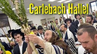 Listen Nissim Musical Carlebach CholHaMoed Sukkos Hallel Aish KalmanGivaat HaMivtar Kollel [upl. by Tallou]