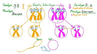 Inherited Disorders Explained [upl. by Jefferson]