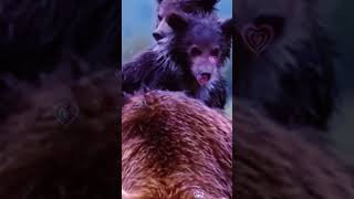 funny animal videos [upl. by Nida]