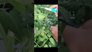 Tomatoes pollination technology طرق تلقيح الطماطم [upl. by Aiz158]