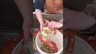 CRAB CLEANING seafood tackleshop dungenesscrab crabcleaning crab crablover oregoncoast [upl. by Beuthel972]