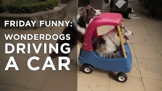 Border Collie Driving a Car  Dr Katrinas Friday Funny [upl. by Ykcor868]