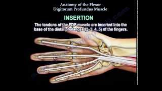 Anatomy Of The Flexor Digitorum Profundus Muscle  Everything You Need To Know  Dr Nabil Ebraheim [upl. by Guinevere]