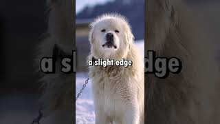 Great Pyrenees VS Kuvasz shorts Viral shortsvideo [upl. by Wain]