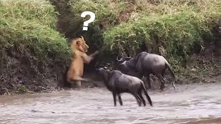 Smart Brave Warthog Outwits Pack of Wild Dogs [upl. by Niak951]