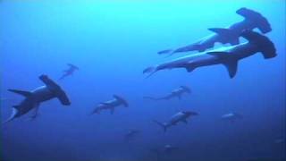 Incredible Hammerhead Shark Behaviour  mass schooling [upl. by Justino]