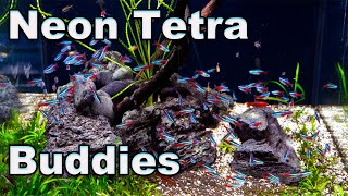 Neon Tetra Buddies Good Tank Mates for Your Neons and a word of caution [upl. by Harl768]