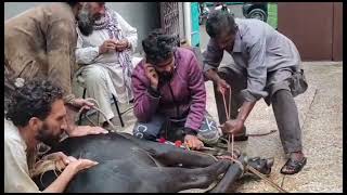 Cow qurbani 2023 Rawalpindi [upl. by Aihsal582]