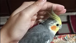 Happy Cockatiel Video  Cockatiel Demanding Scratches  Cockatiel Loves Attention 😊 cockatiel bird [upl. by Aisined]