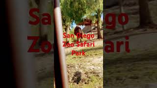 🦏🦁San Diego Zoo Safari Park🚎Africa Tram🐪Camel [upl. by Okeim413]