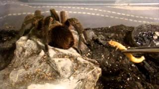 Tarantula Feeding Video 116  Its a Good oneTrust me LOL [upl. by Lobell]