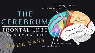 Lobes of the Brain Anatomy and Physiology of the Frontal Lobe  The Cerebrum brainanatomy shorts [upl. by Bolme335]