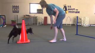 Teaching Left And Right To Your Agility Dog [upl. by Elonore]