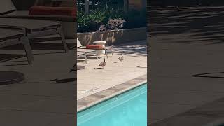 Video Corto y Relajante Para Gatos  Patos  AVES   Entretenimiento para Michi  ¿Le gustó [upl. by Mcilroy]