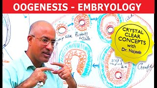 Oogenesis  Gametogenesis  Embryology🩺 [upl. by Sarina]