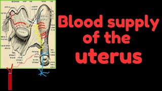 Blood supply of the uterus [upl. by Kcirre]