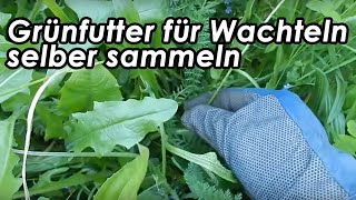 Wachtelfarm 78  Grünfutter für Wachteln selber sammeln [upl. by Oirogerg]