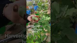 brinjil harvestig my plast🍆garden flute music 👍like share subscribr my chainel [upl. by Deva]