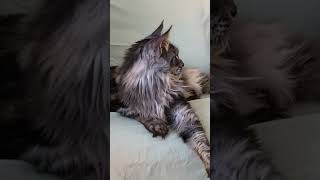 🐾😻 Maine Coon Chic  Sherkan Baille avec Style Un Instant de Grâce et de Paresse  🐾🌿 1159 [upl. by Llerrot]