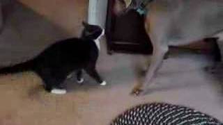 Cat puts Weimaraner in his place [upl. by Ettennig]