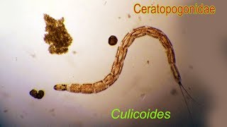 CULICOIDES larvae [upl. by Spense]