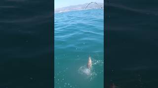 Catching rock cod in Pismo Beach fishing northstarwatercraft [upl. by Virgin]