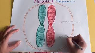 PROPHASE I OF MEIOSIS I  synapsissynaptonemal complexbivalenttetrad chiasmataCELL DIVISION [upl. by Eikcin747]