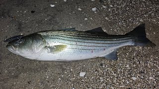 Fall Run 2024 Icebreaker stripedbass fishing [upl. by Imak]