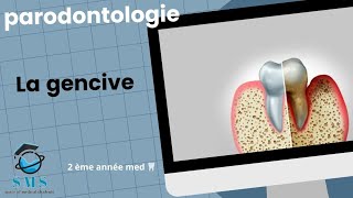 Cours  la gencive  anatomie physiopathologie module de paro  2 ème année [upl. by Lurie]