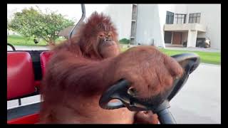 Orangutan Driving Golf Cart [upl. by Nyral514]